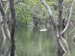 A woman filmed what appeared to be a crocodile near Amity Point on North Stradbroke Island.