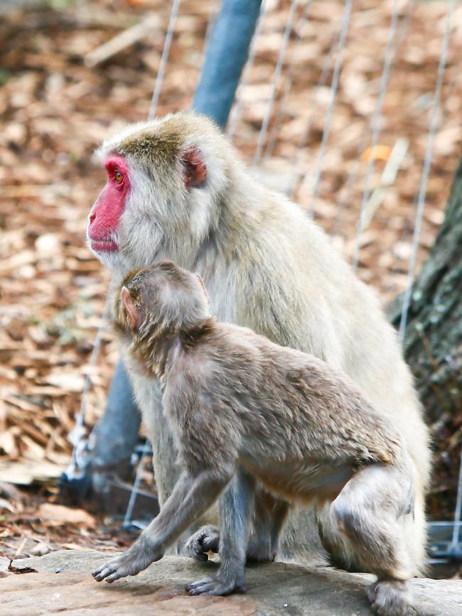 City Park Monkeys Launceston. Japanese Macaque. Picture: PATRICK GEE