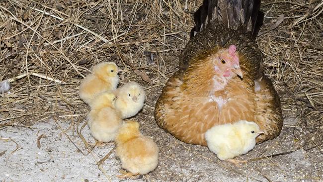 An investigation into where the chicks have come from is ongoing.