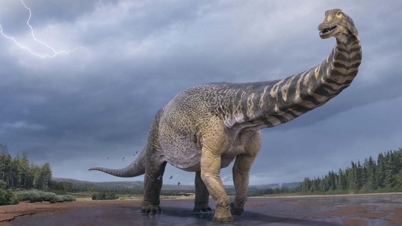 Australia's largest dinosaur, Australotitan cooperensis.