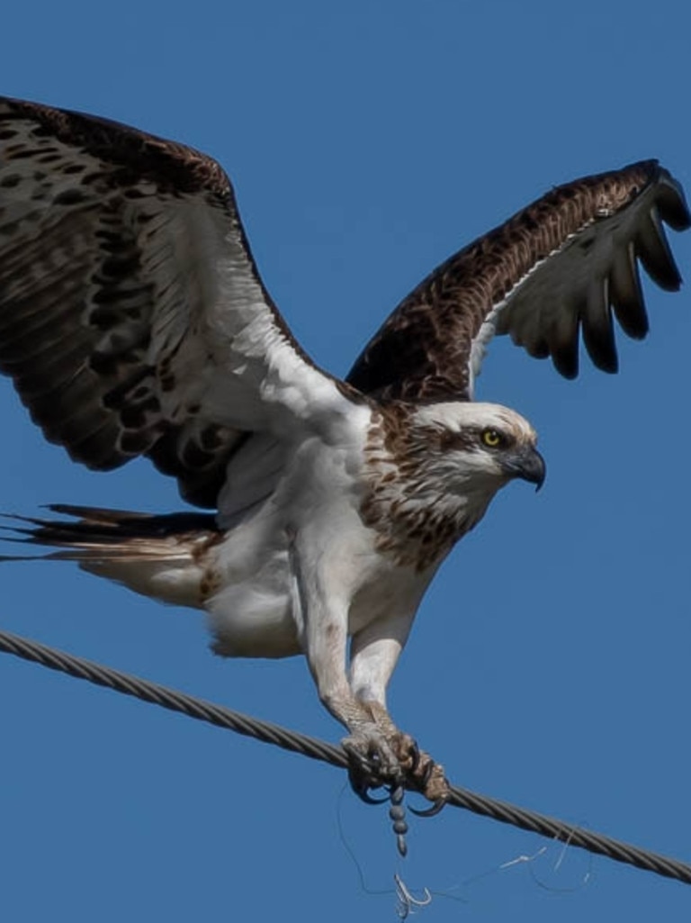 Gold Coast's native birds entangled and maimed by dumped fishing line and  lures at Oxenford Weir, calls for restriction