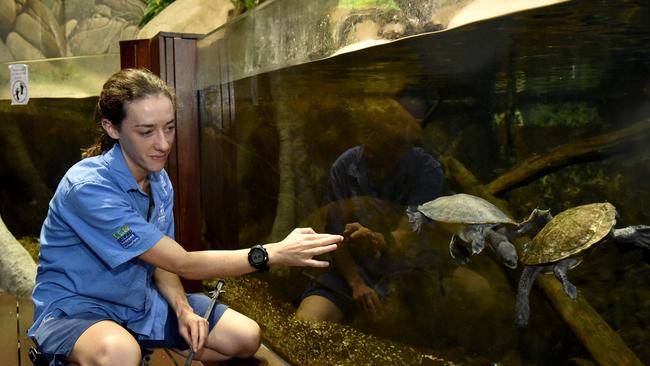 Behind the scenes at Reef HQ. Aquarist Kathy Connellan feeds the fresh water turtles. Picture: Evan Morgan