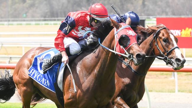 Hawkins steps up to 1800m after winning his maiden over 1600m last start. Picture: Brett Holburt/Racing Photos via Getty Images