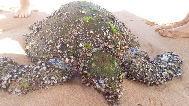 Newport lifesavers helped rescue a sea turtle on Saturday. Pic: Rosie Elliott