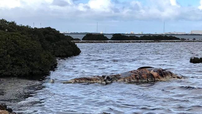 The whale carcass that washed up on St Kilda beach near the playground on Sunday. Pictures: Peri Coleman