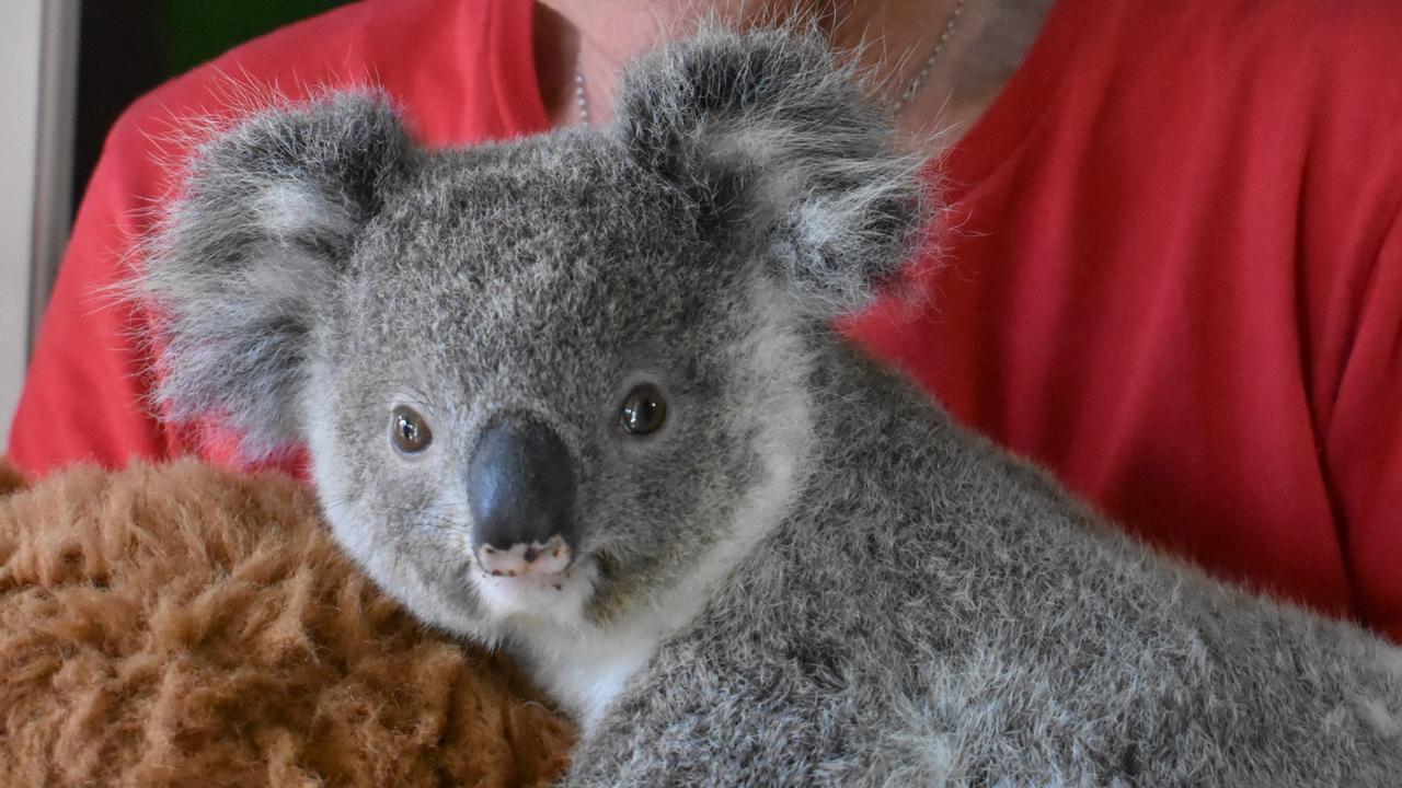 Moreton Bay rescue groups band together to halt decline in koala ...