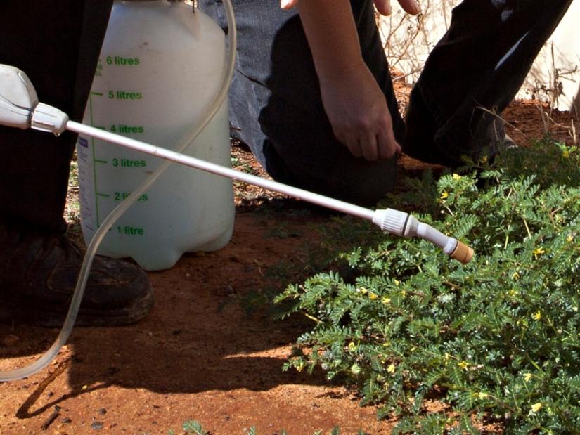 Stirling Council To Consider Lifting Ban On Controversial Weed Killer ...