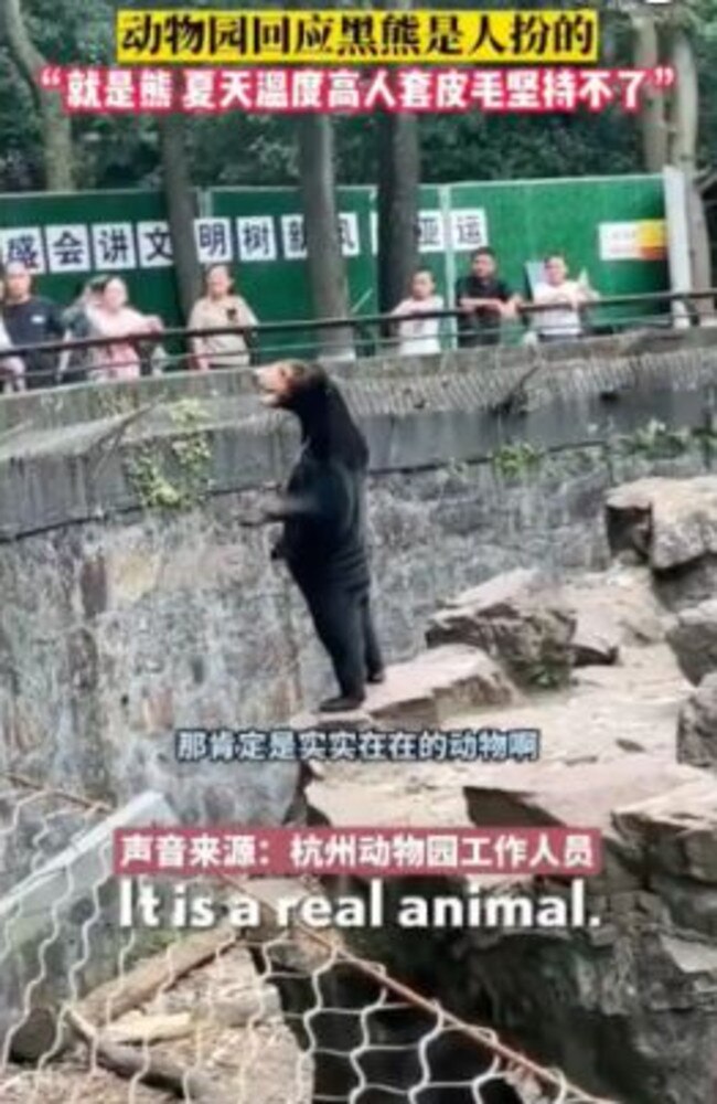 A Chinese zoo is the centre of allegations a popular sun bear is a human in disguise.
