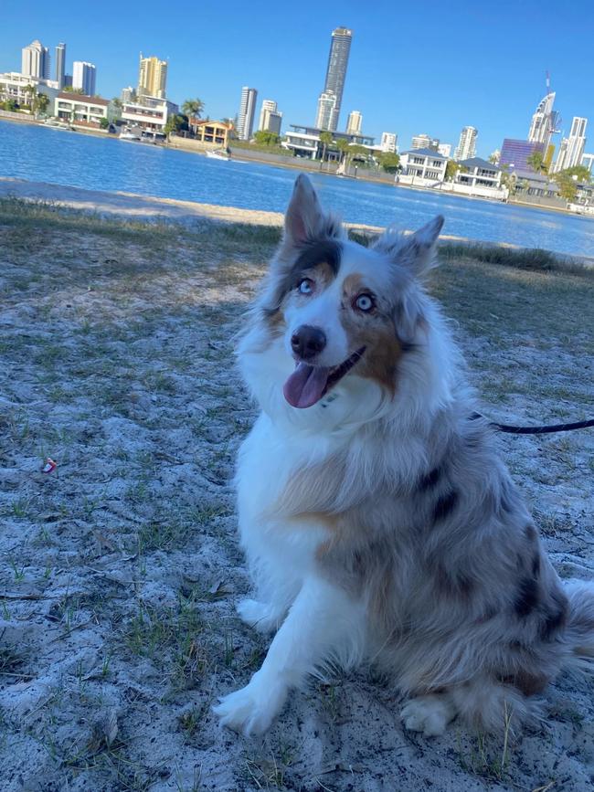 Bowie is tricoloured with distinctive black, white and gold fur, and blue eyes. Picture: Queensland Police