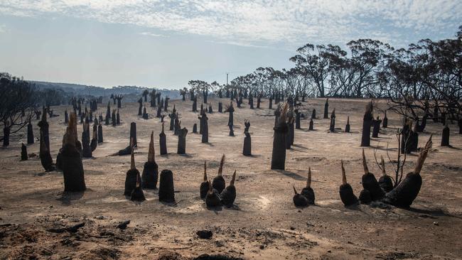 A landscape image of the fire ravaged Kangaroo Island. Johncock Rd Picture: Brad Fleet