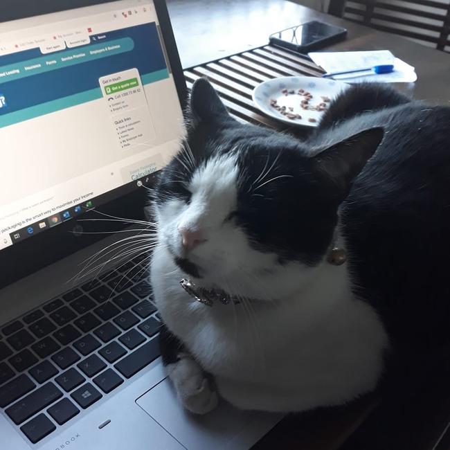 Miss Milly trying to stop me from working at home. International Cat Day. Reader pet photos. Picture: Nicola Forrester
