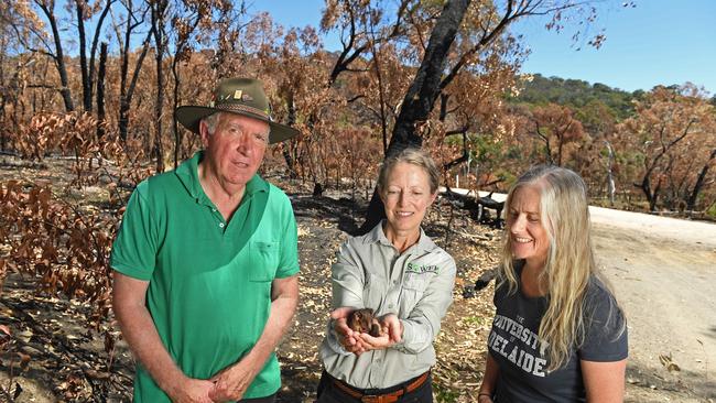 Jim Spiker, President of the Friends of Scott Creek Conservation Park, Marian MacLucas chairperson of Save our wildlife foundation and University of Adelaide wildlife ecologist Dr Jasmin Packer, who is also from the Friends of Scott Creek Conservation Park, with a baby ring-tailed possum orphaned after the Cherry Gardens Fire. Picture: Tom Huntley