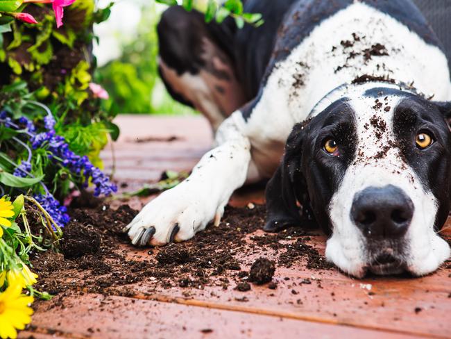 Great Dane knocking over planter on deck