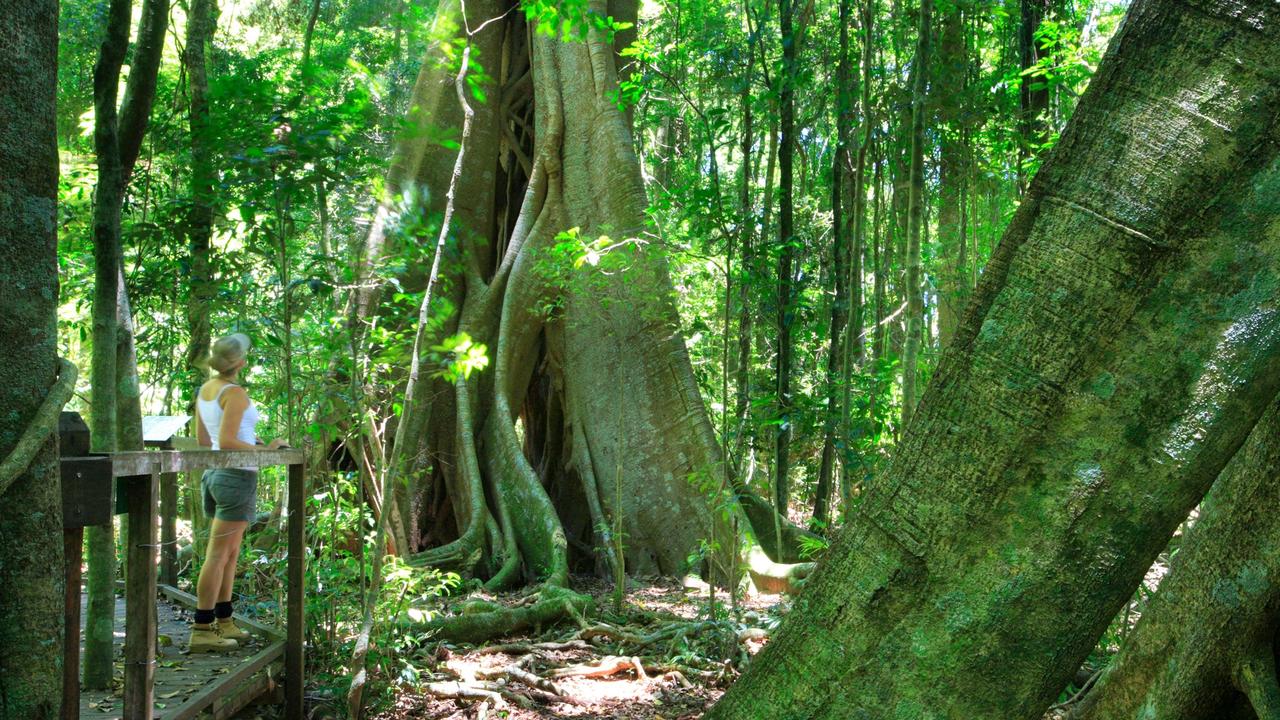 Visit Sunshine Coast has released a series of Zoom backgrounds featuring some of the Coast's most picturesque places, including the Mary Cairncross Scenic Reserve, Maleny.