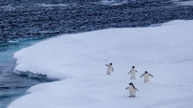 Adlie penguins seen from RSV Nuyina while braking ice at the Petersen Bank in the Mawson Sea. Picture: Pete Harmsen**These are for single use only, and the publication must fully acknowledge the photographer/s. No archival permission is granted.**