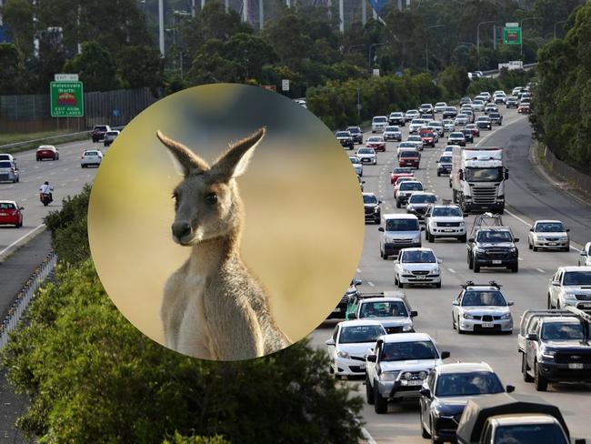 Car strikes a Kangaroo on the M1 at Helensvale.