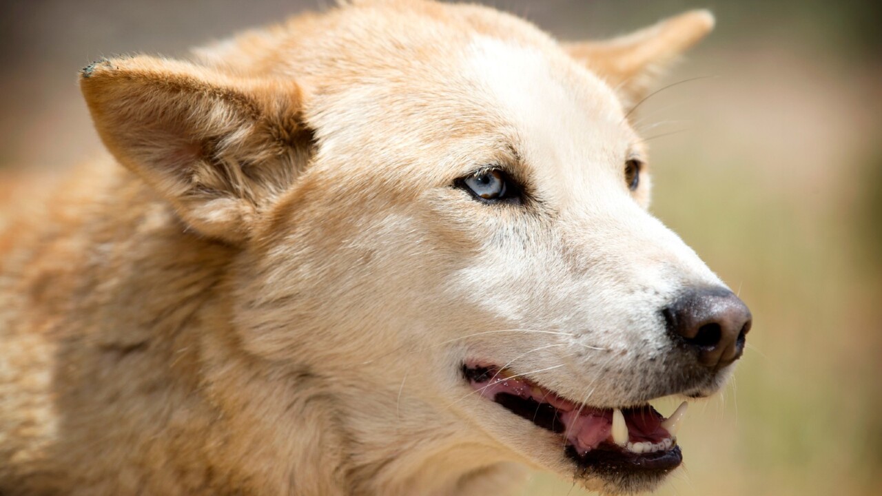 Dingo which attacked three people on K’gari has been put down