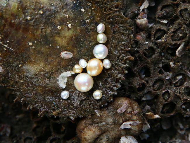 Posed photo of pearls on oyster. Picture: AAP Image/Sue Graham