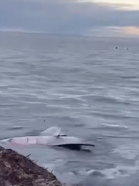 A dead shark has been spotted floating at Wattle Point in the Yorke Peninsula. Picture: Shark Watch SA