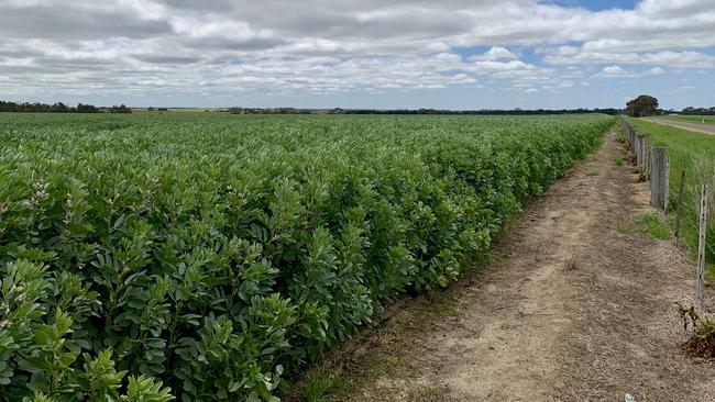 Living proof: Murray Witcombe's bean crop that he sowed with the Knuckeys Precision Seeder.