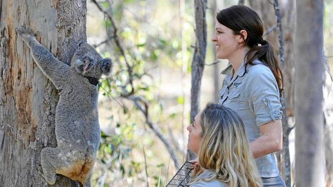 In September last year, Pinto the Koala was admitted to the Australia Zoo Wildlife Hospital and now the team is delighted to be releasing him back into the wild. Picture: Contributed