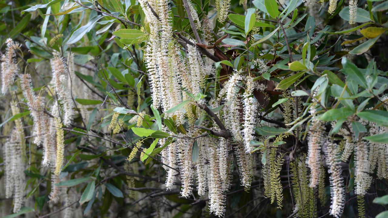 High hopes for this year’s macadamia production.