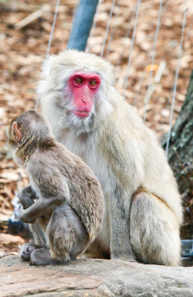 Japanese macaques in Launceston. Picture: PATRICK GEE