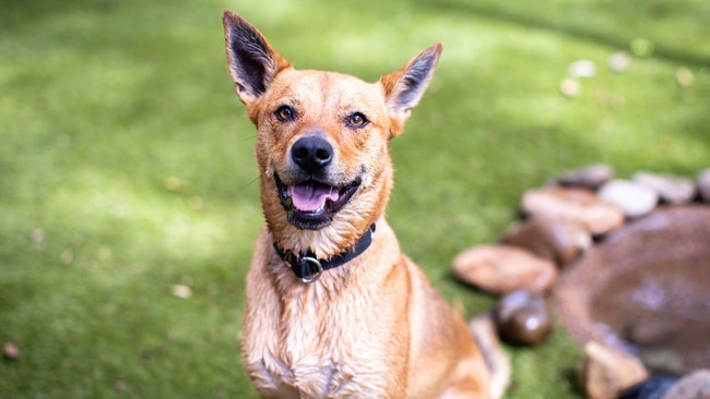 The Dog House pulled in more viewers than Josh Frydenberg’s budget speech. Picture: Channel 10.