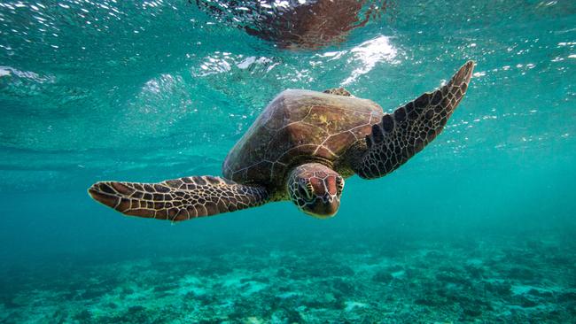 Lady Elliot Island tours | escape.com.au