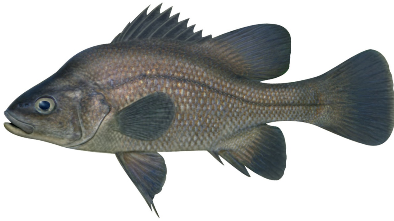 Just a few thousand Macquarie perch are believed to exist in the wild.