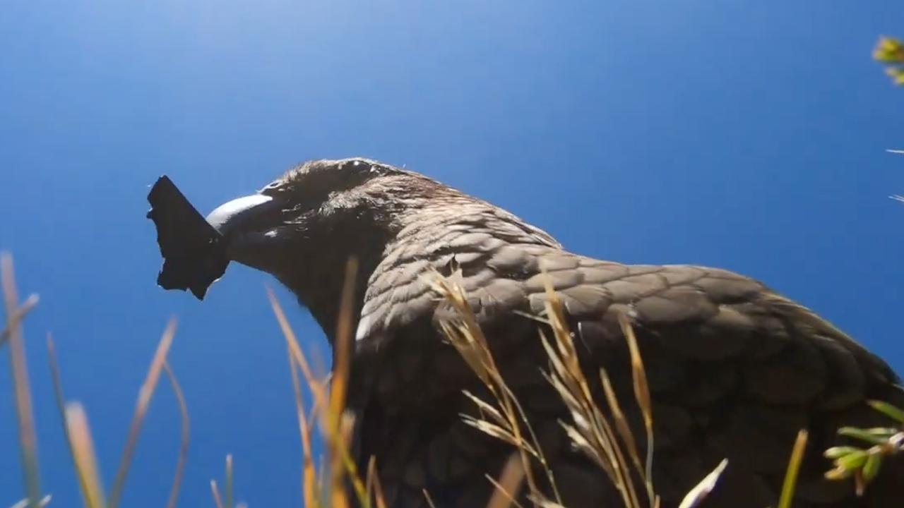 A New Zealand parrot provided a breathtaking, bird’s-eye view of a scenic landscape — after swiping a GoPro camera from a group of hikers.