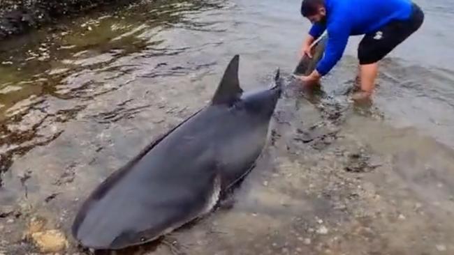 The video shows a pretty brave catch and release. Credit: @huss—fisho