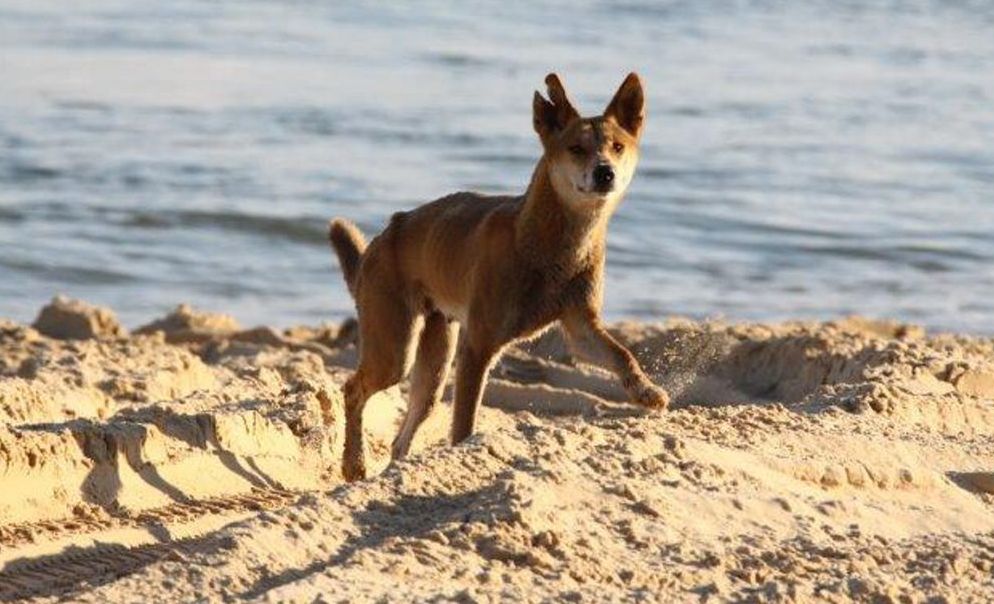 what is a female dingo called