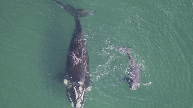 A southern right whale and her calf in Tasmanian waters from August 2024. Picture: NRE Tas