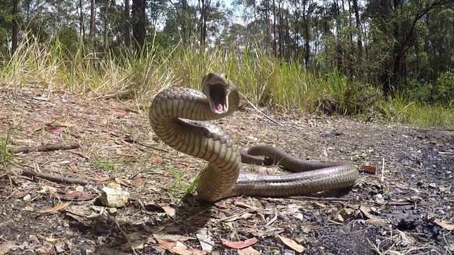 A woman has been rushed to hospital after being bitten by a venomous snake this morning. File Photo.