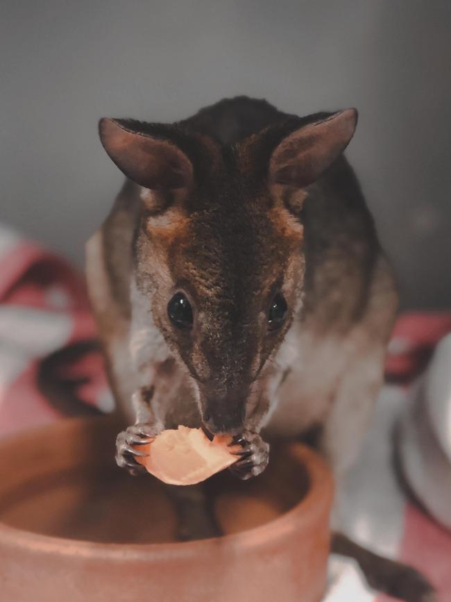 The RSPCA Wildlife Hospital ambulance service needs urgent help.