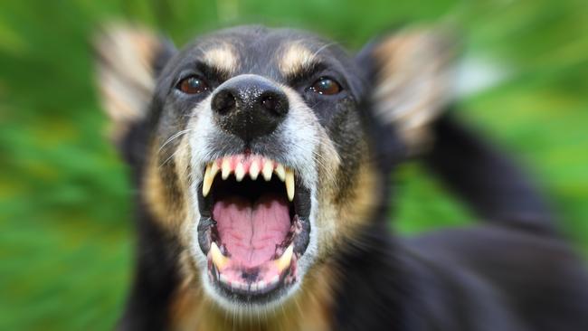 A woman has been taken to hospital with facial injuries after she was attacked by a pack of wild dogs in Karama on Wednesday.