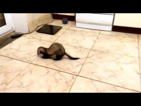 ANIMALS:    Ferret Forgets How to Ferret   April 05