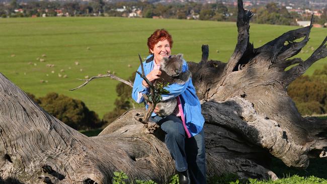 Adelaide Koala &amp; Wildlife Hospital co-founder Rae Campbell with “Honey” the koala. Picture: Tait Schmaal