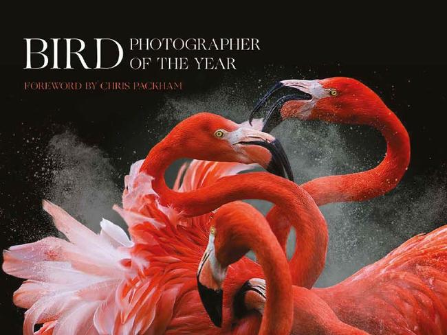 … the photo will also grace the cover of the competition’s book. Picture: Pedro Jarque Krebs/Bird Photographer of the Year