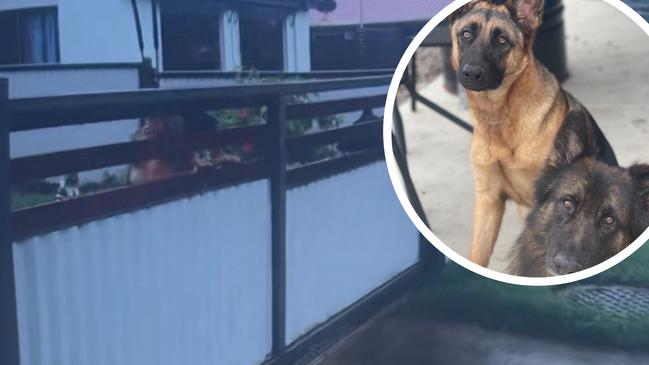 The owner of two German shepherds is fighting Hervey Bay Regional Council over fines relating to his front fence.