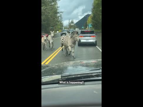 Zebras run wild in across busy road