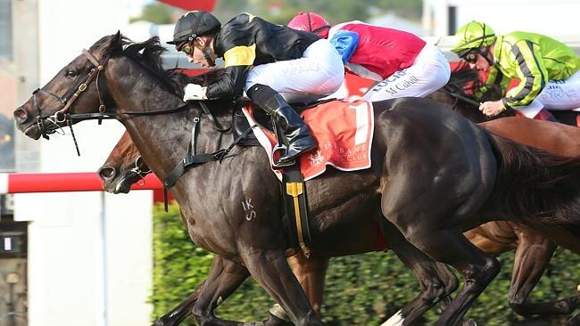 Exciting Brisbane galloper Better Than Ready is set for a first-up assault at Caulfield today.