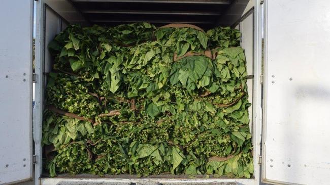 Illegal tobacco in the back of a truck. Picture: David Hurley