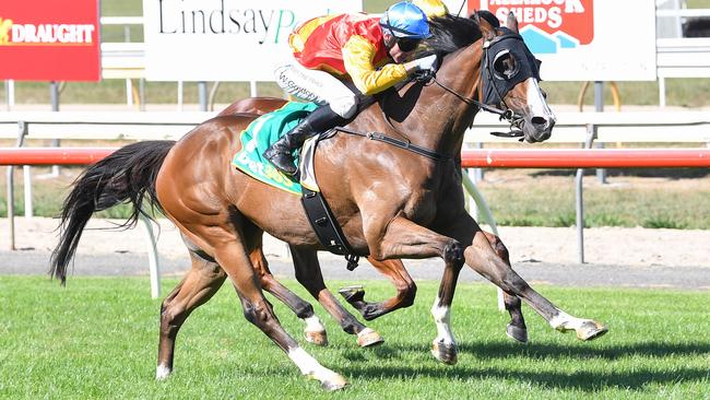 Call Him Iggy could stay unbeaten for Ballarat trainer Matthew Smerdon at Geelong on Saturday. Picture: Racing Photos