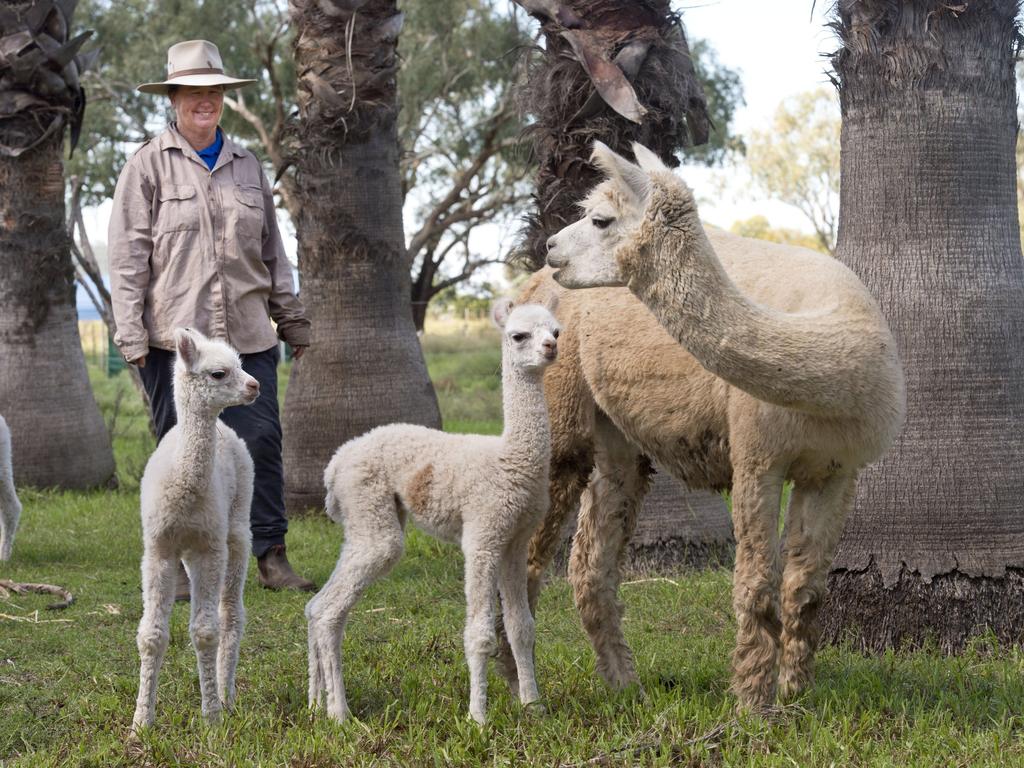 Margaret Hassall with twin Alpacas born at Double H Alpaca Stud. Photo Nev Madsen / The Chronicle