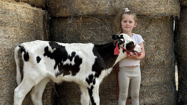 Four-year-old Tahlia Walmsley from Robsvue Holsteins, run by her parents Rob and Bec Wamsley at Myponga, South Australia, with the two-week-old calf which sold for $63,000.