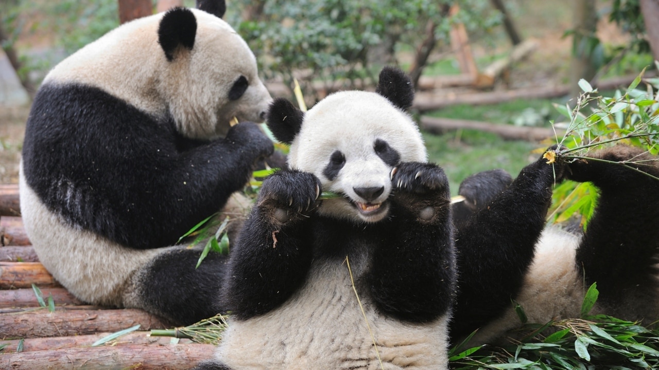 Viral video of 'skinny' giant panda in a US zoo ignites calls for its  return to China - Global Times