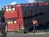 Watch: Cows on loose at Qld shopping centre after cattle truck crash