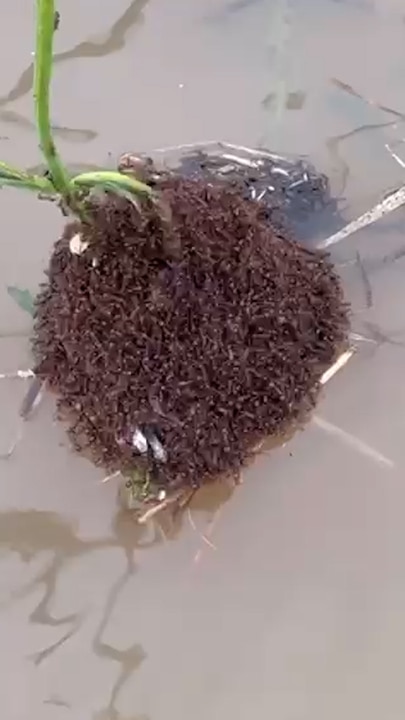 Severe flooding causes invasive ants to spread across QLD